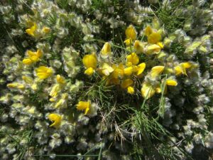 Echinospartum boissieri