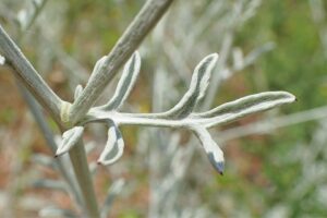Centaurea alba subsp. alba