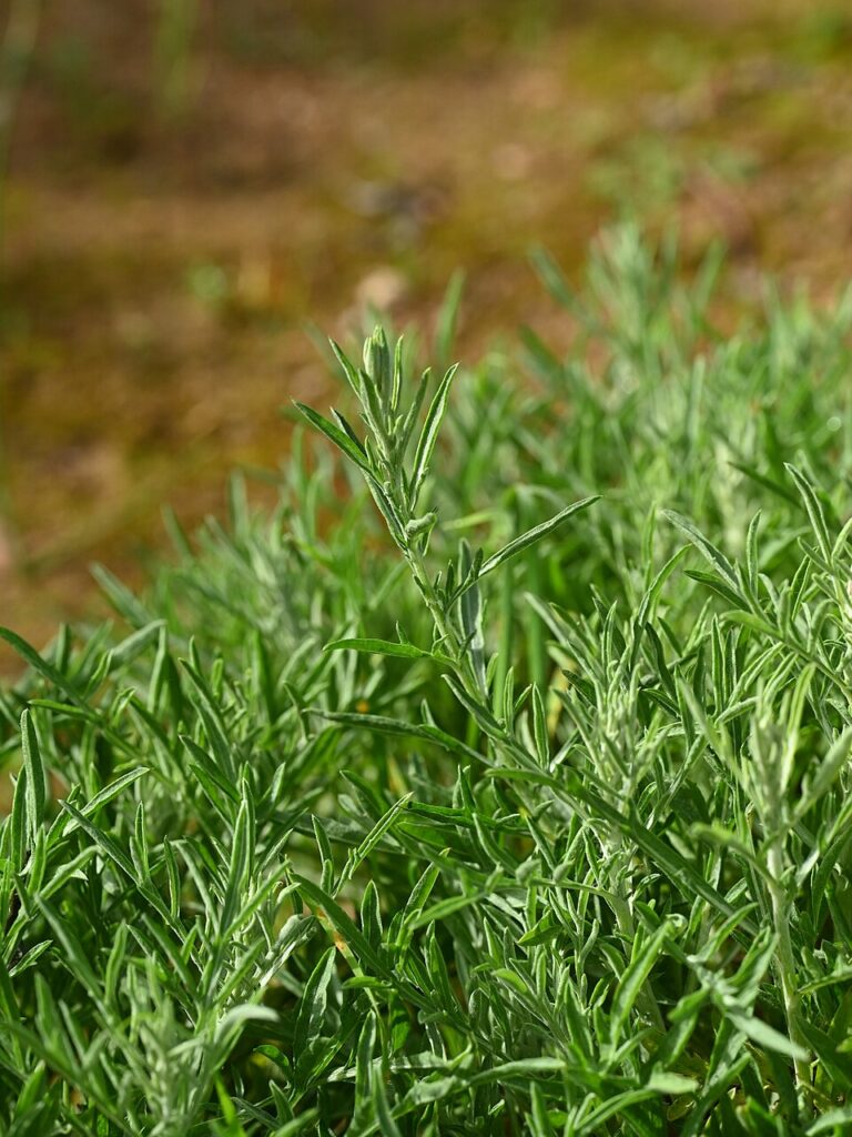 Centaurea alba subsp. tartesiana