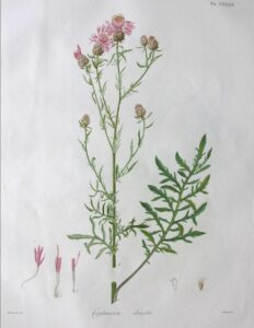 Centaurea deusta subsp. deusta