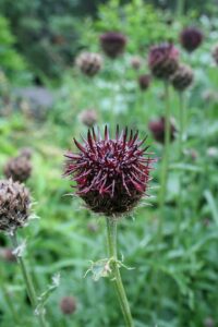 Centaurea kotschyana