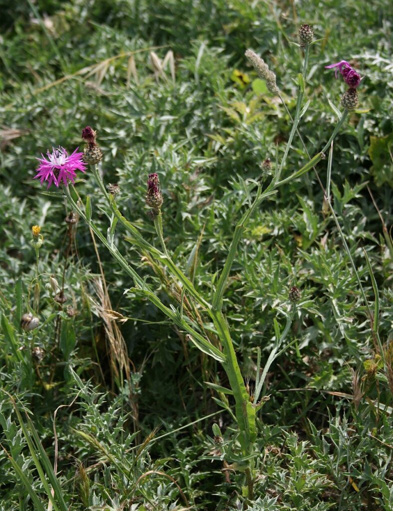 Centaurea napifolia