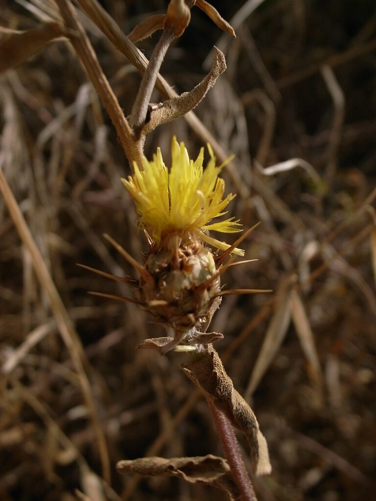 Centaurea sicula