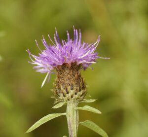 Centaurea nemoralis
