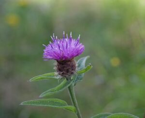 Centaurea pectinata subsp. pectinata