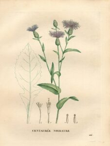 Centaurea nigrescens