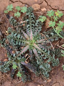 Centaurea ornata
