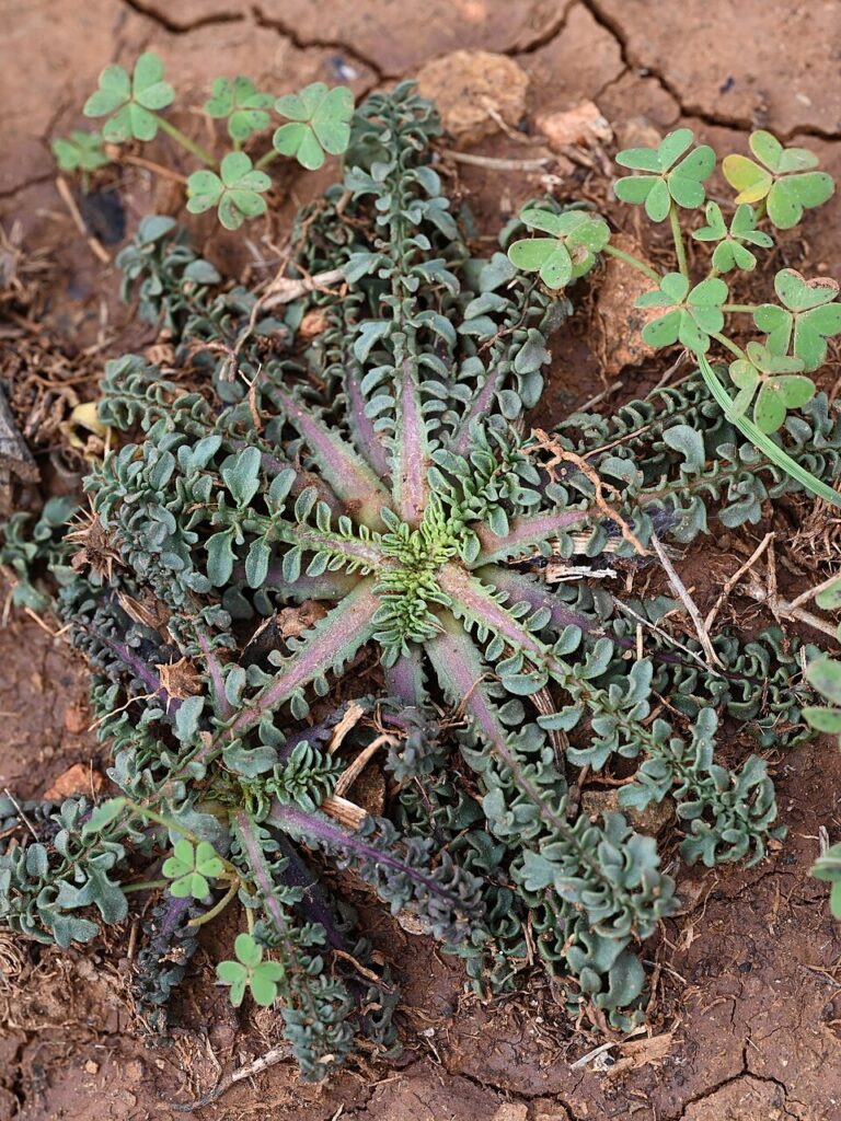 Centaurea ornata