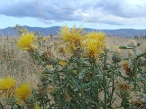 Centaurea ornata subsp. ornata
