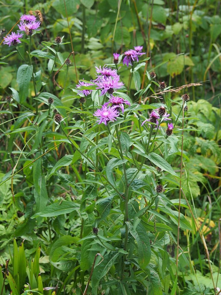 Centaurea oxylepis