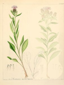Centaurea rhaetica