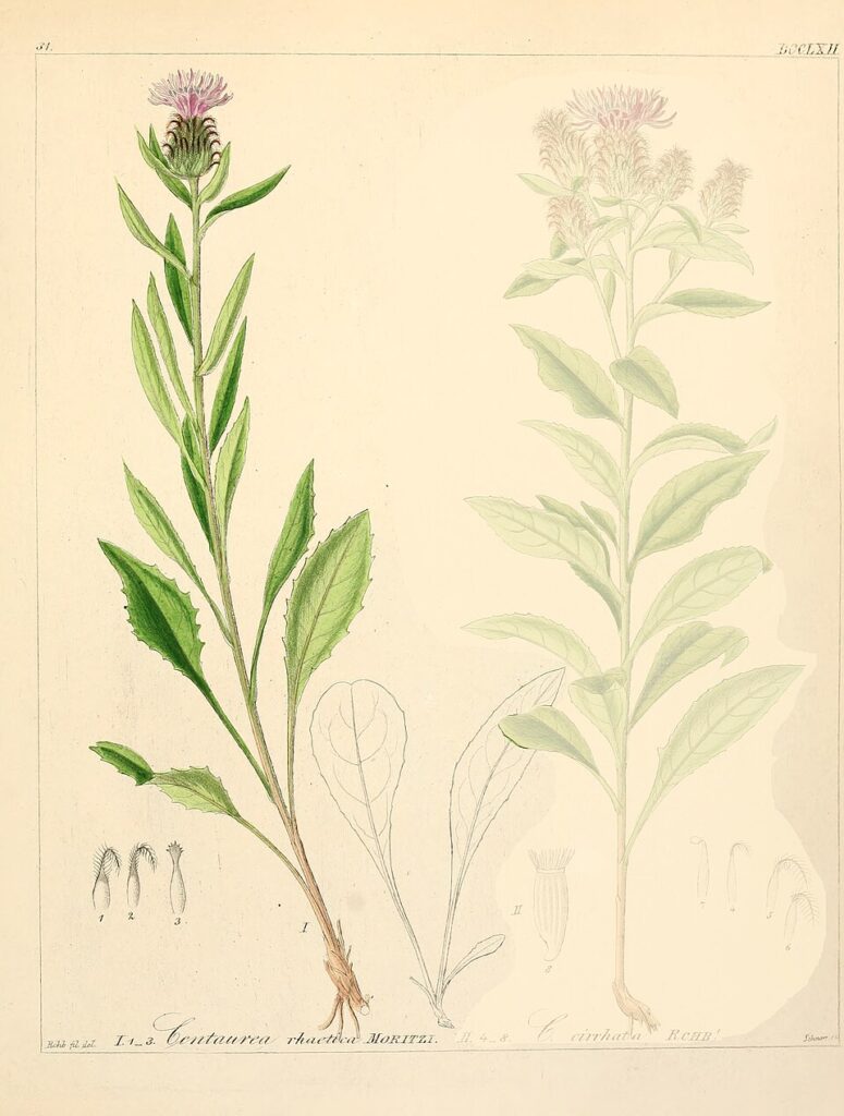 Centaurea rhaetica