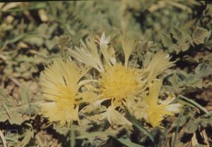 Centaurea salonitana