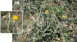 Centaurea solstitialis