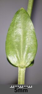 Centaurium maritimum