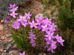 Centaurium quadrifolium
