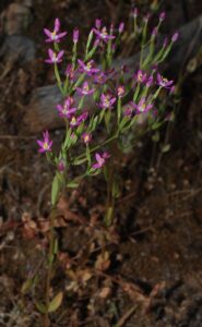 Centaurium spicatum