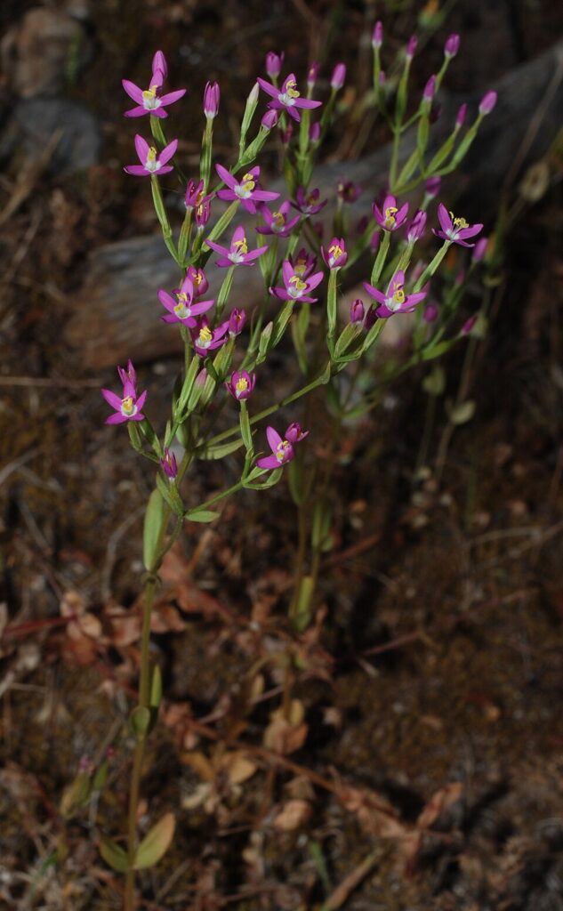 Centaurium spicatum