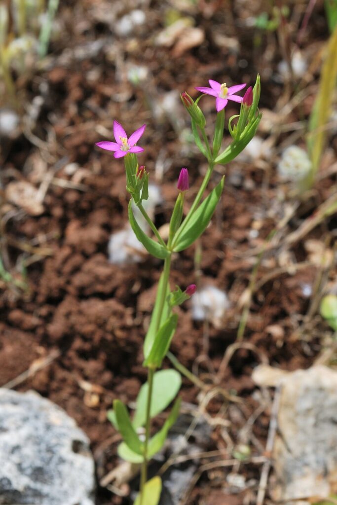 Centaurium tenuiflorum