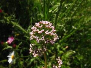 Centranthus calcitrapae