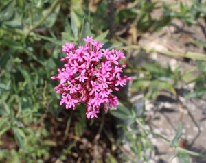 Centranthus lecoqii