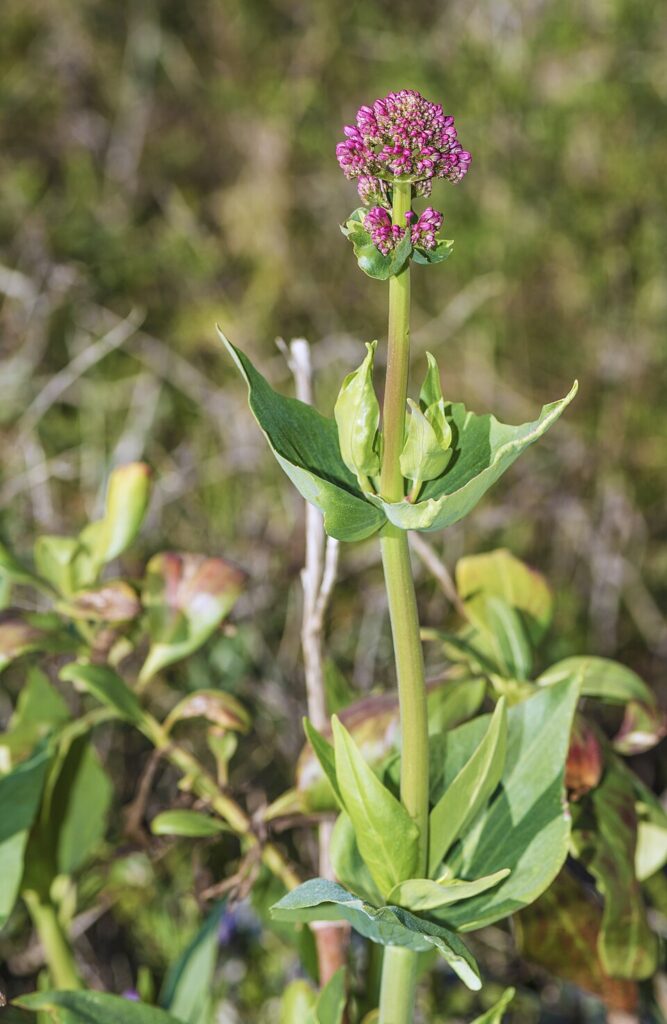 Centranthus ruber