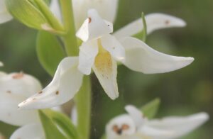 Cephalanthera epipactoides