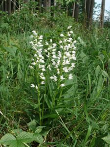 Cephalanthera longifolia