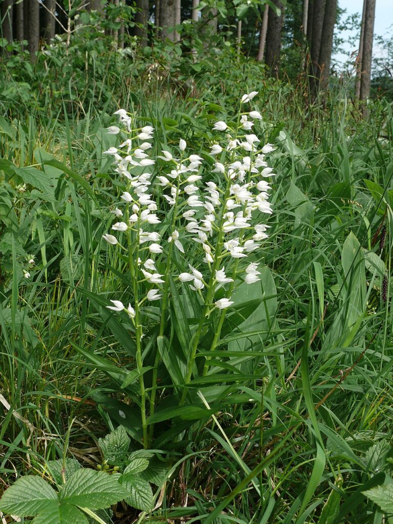 Cephalanthera longifolia