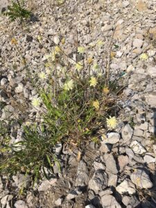Cephalaria coriacea