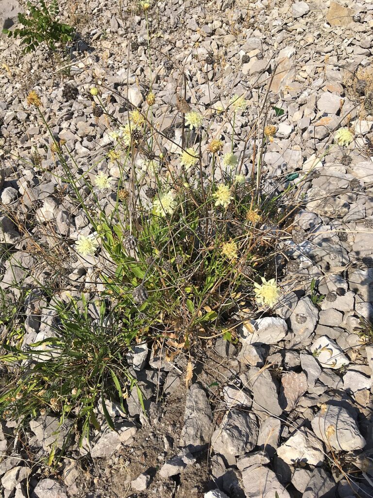 Cephalaria coriacea