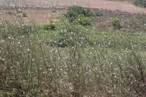 Cephalaria joppensis
