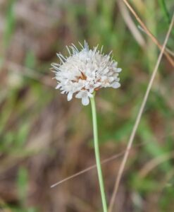 Cephalaria leucantha