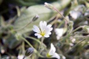 Cerastium alpinum var. alpinum