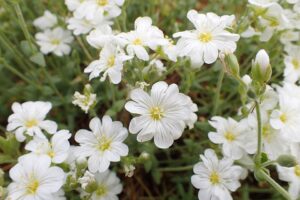 Cerastium banaticum subsp. banaticum