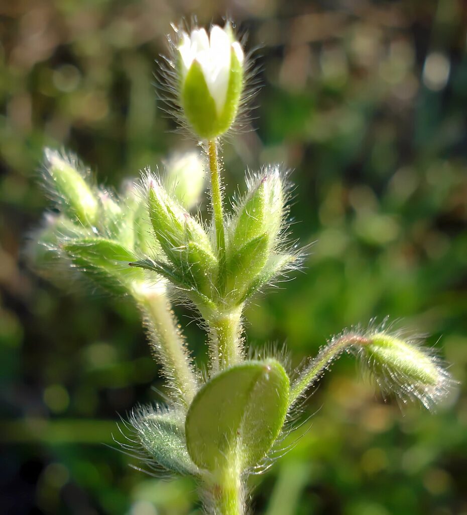 Cerastium brachypetalum