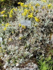 Cerastium candidissimum