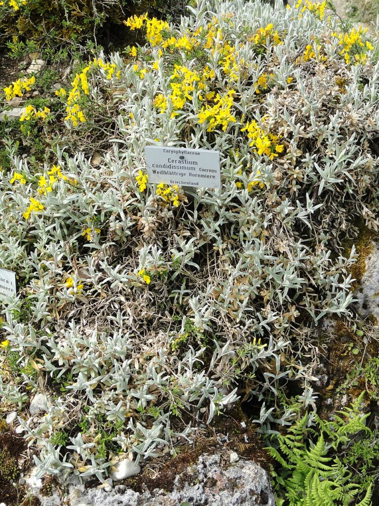 Cerastium candidissimum