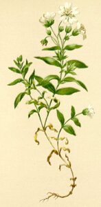 Cerastium carinthiacum