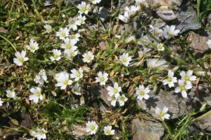 Arenaria cerastioides
