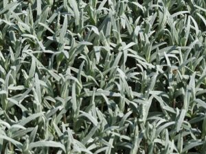 Cerastium decalvans