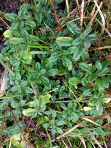 Cerastium holosteoides