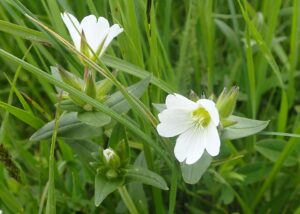 Cerastium purpurascens
