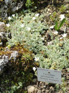 Cerastium pyrenaicum