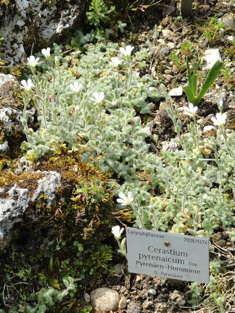 Cerastium pyrenaicum