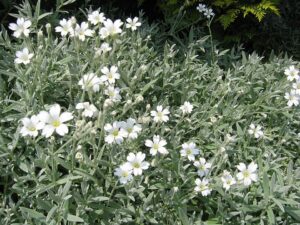 Cerastium tomentosum