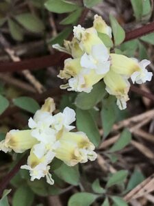Ceratocapnos claviculata