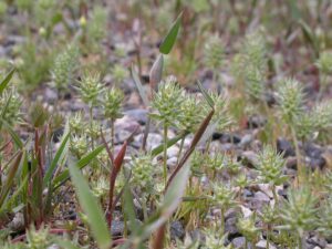 Ranunculus testiculatus