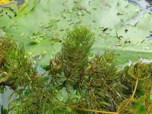 Ceratophyllum demersum