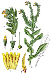 Cerinthe glabra subsp. glabra